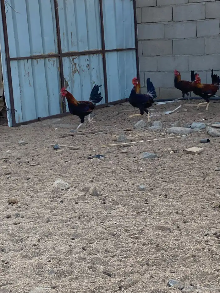 للبيع ديوك بلدي نظيفه سليمه محصنه العمر 5 شهور العدد 28 1