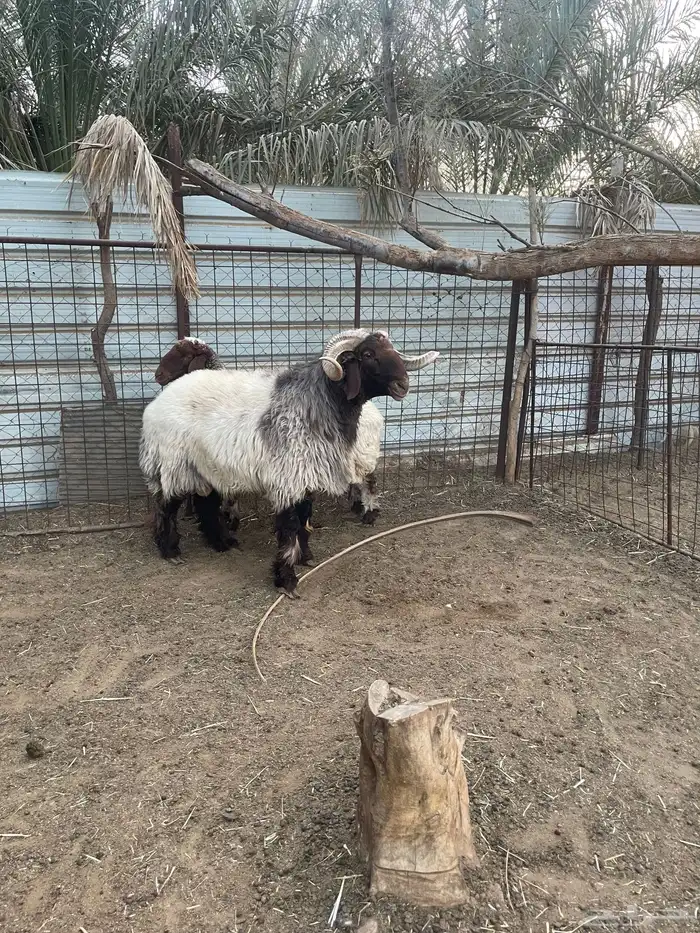 فحل نعيمي صنف فاخرر 0