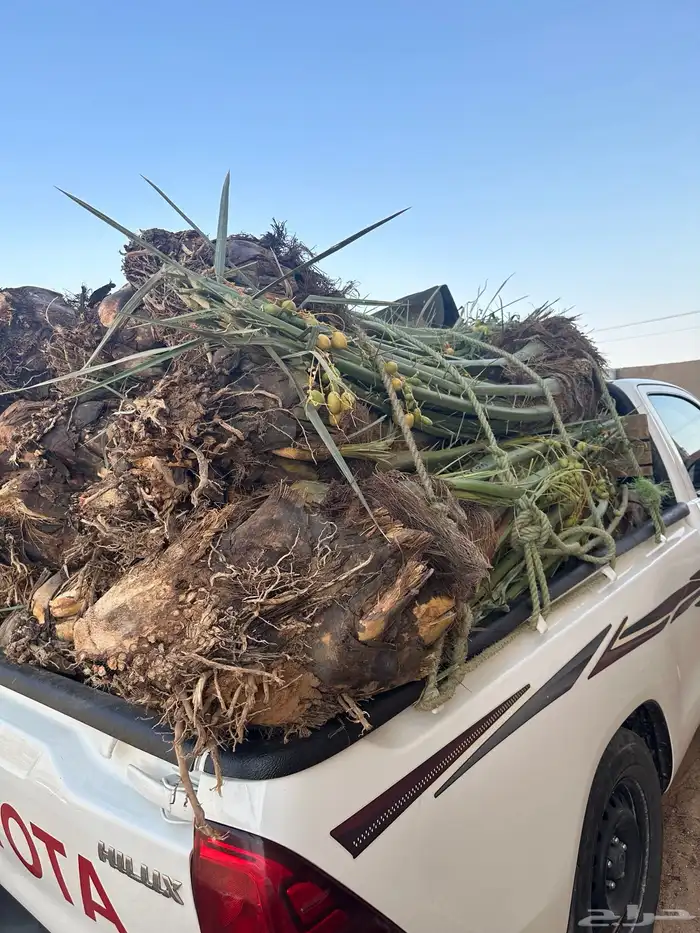 نخل واصل من القصيم 3