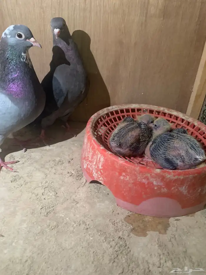 جوزين قطايف منتجات كل جوز معه فرخين ل البيع 4