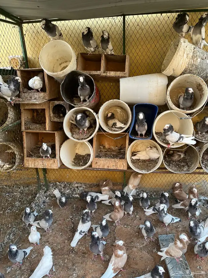 اجواز بلجيكي 2