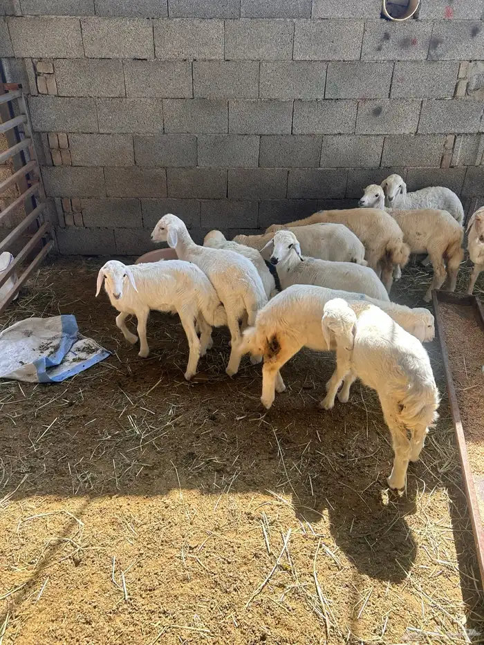 بهم للبيع العدد18 4