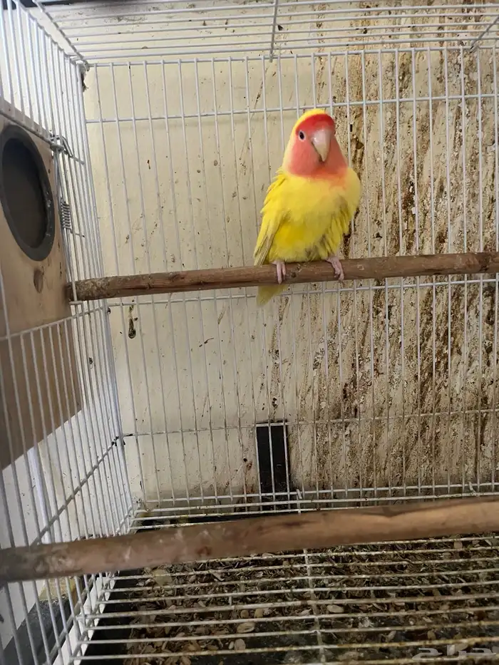 جوز روز صحة ونظافة على الشرط 3