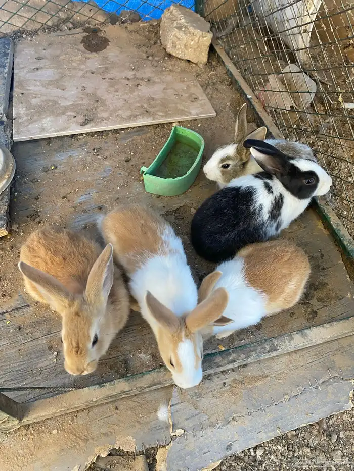 ارانب للبيع 0