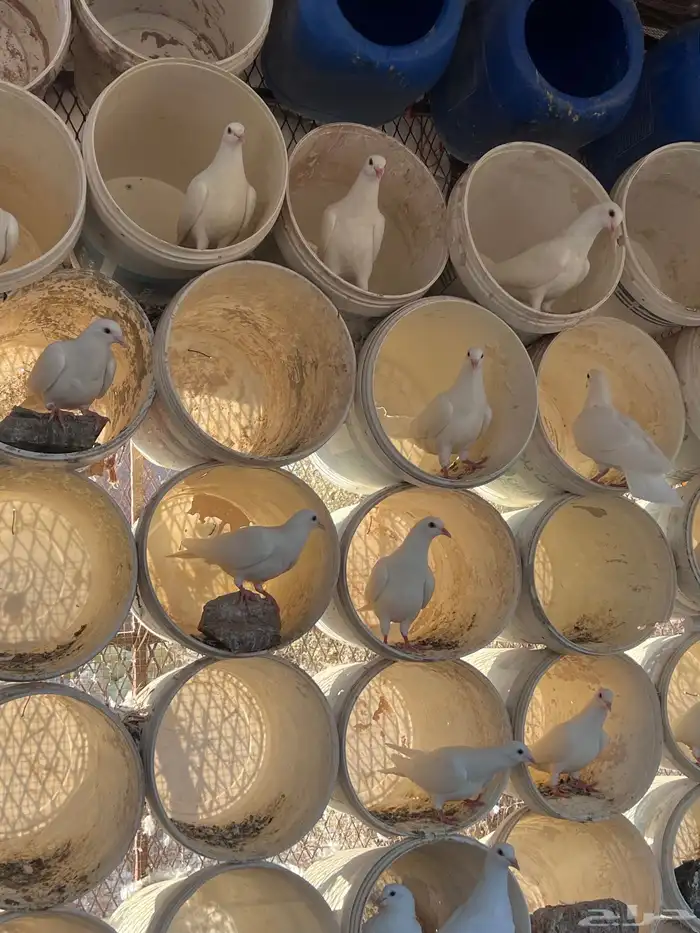 طبات حمام فرنسي 1