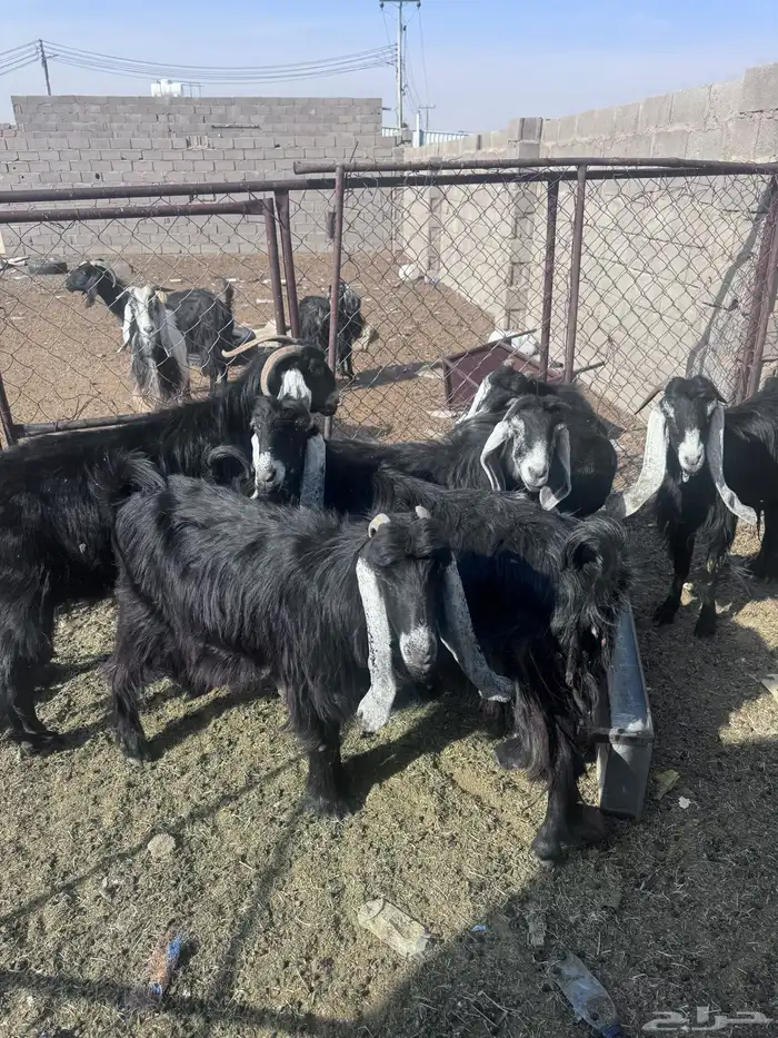 معزا كلها مضاريع 2