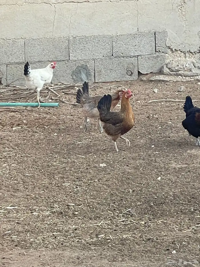 المورورقع القيصومه الحوشه 4