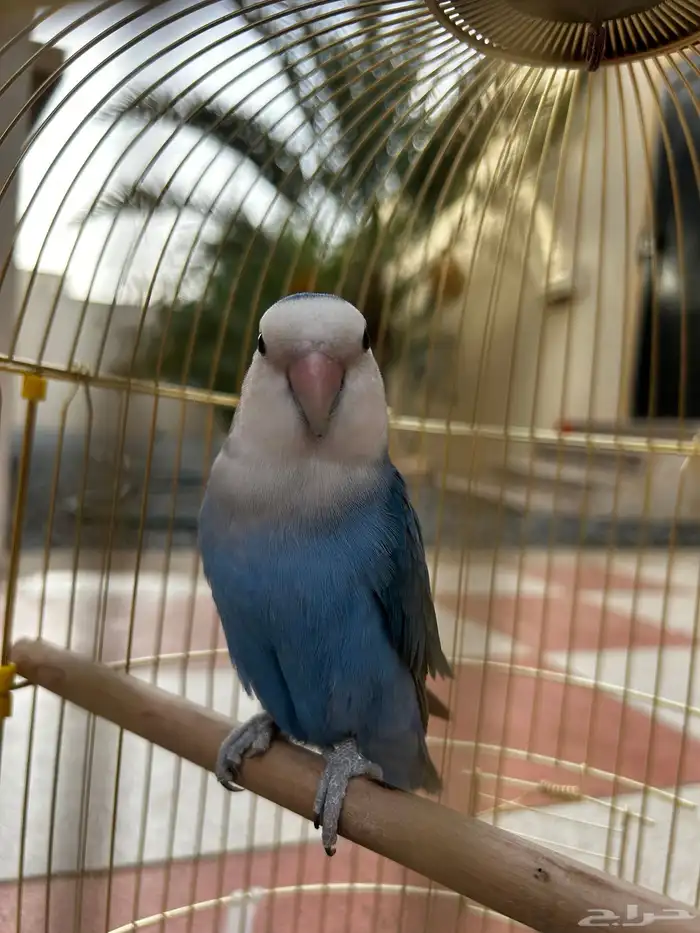 طير روز للبيع 1