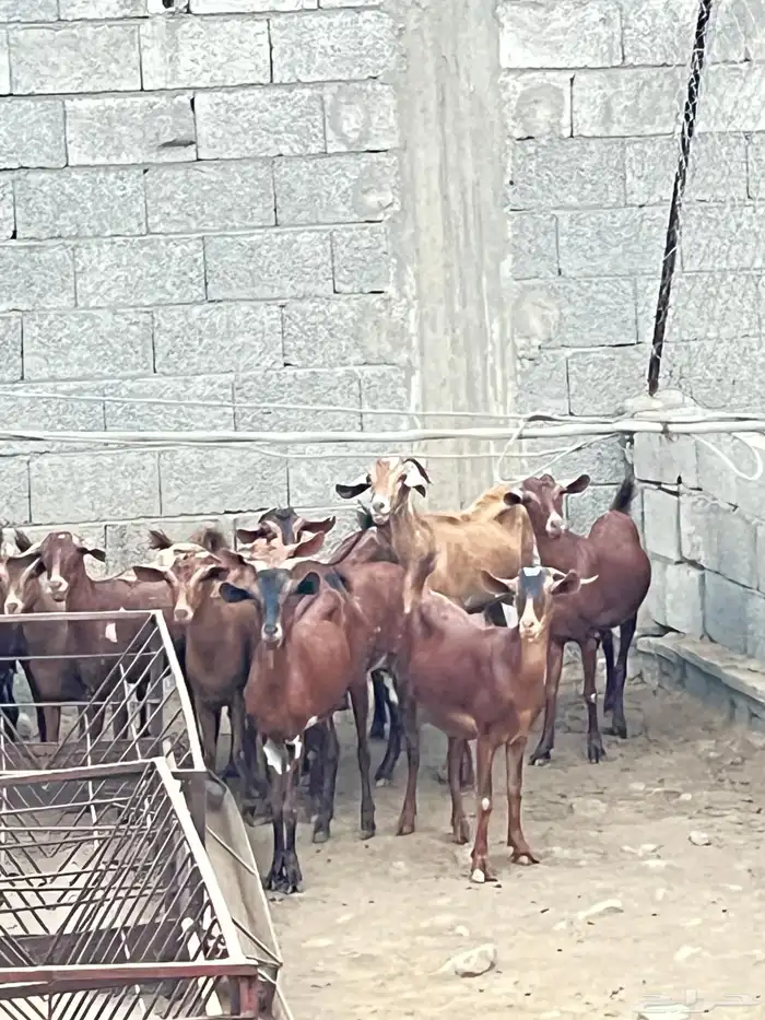 معزاء دهم للبيع 2