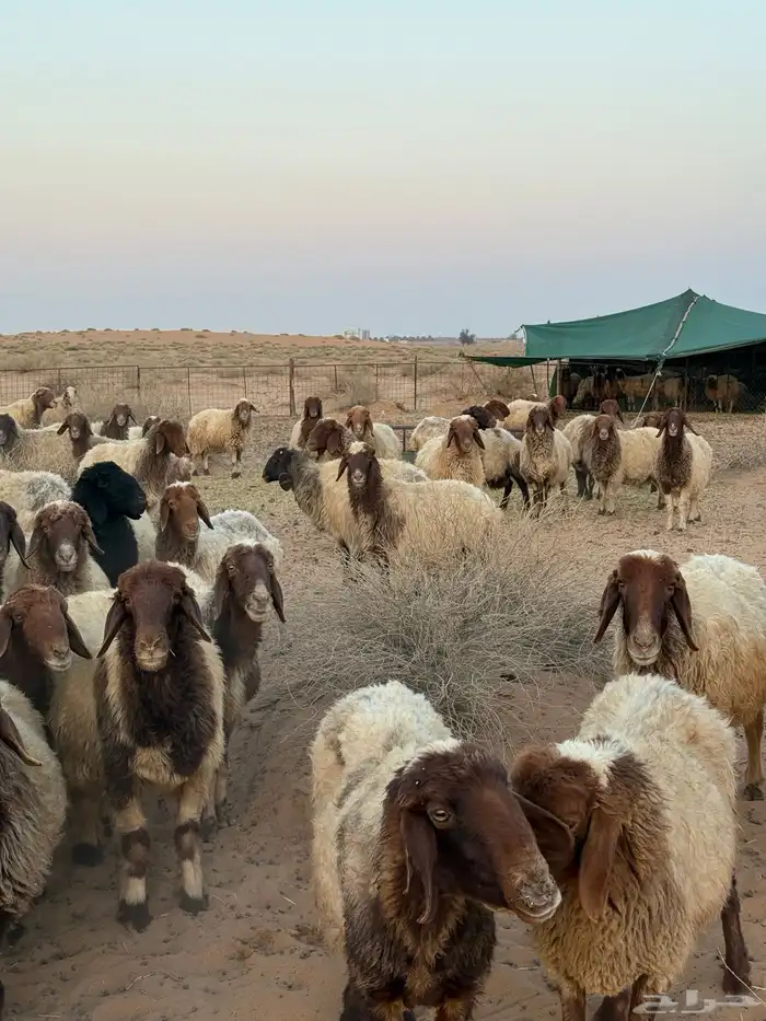 غنم مراح واحد مواليد العدد حدود 150 7