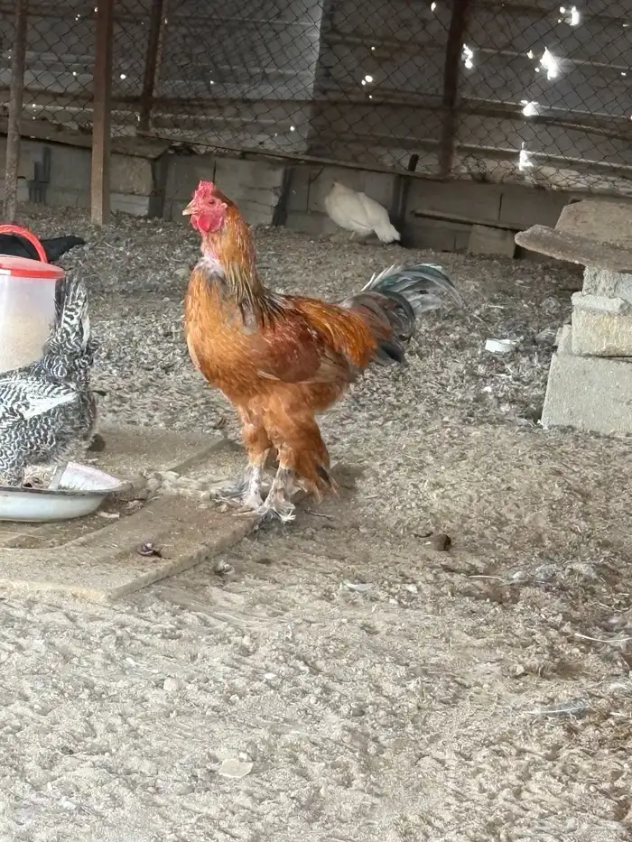 السلام عليكم ورحمة الله وبركاته 3