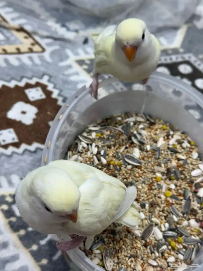 3 فروخ اينو على وشك فطام 4