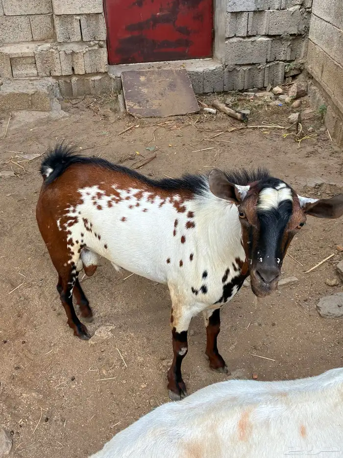 عناق و تيس للبيع 3