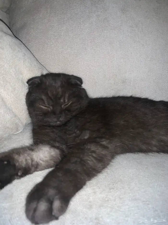 قط سكوتش للتبادل قط برتش 0