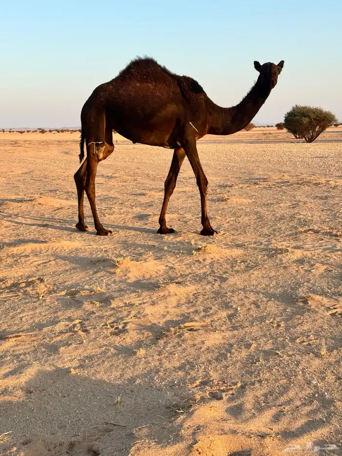 بكره مفروده تدخل حقه 1