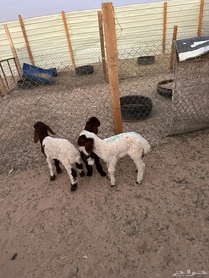 دواغير نعيم العدد 3 (2 خروف 1 رخل ) 1