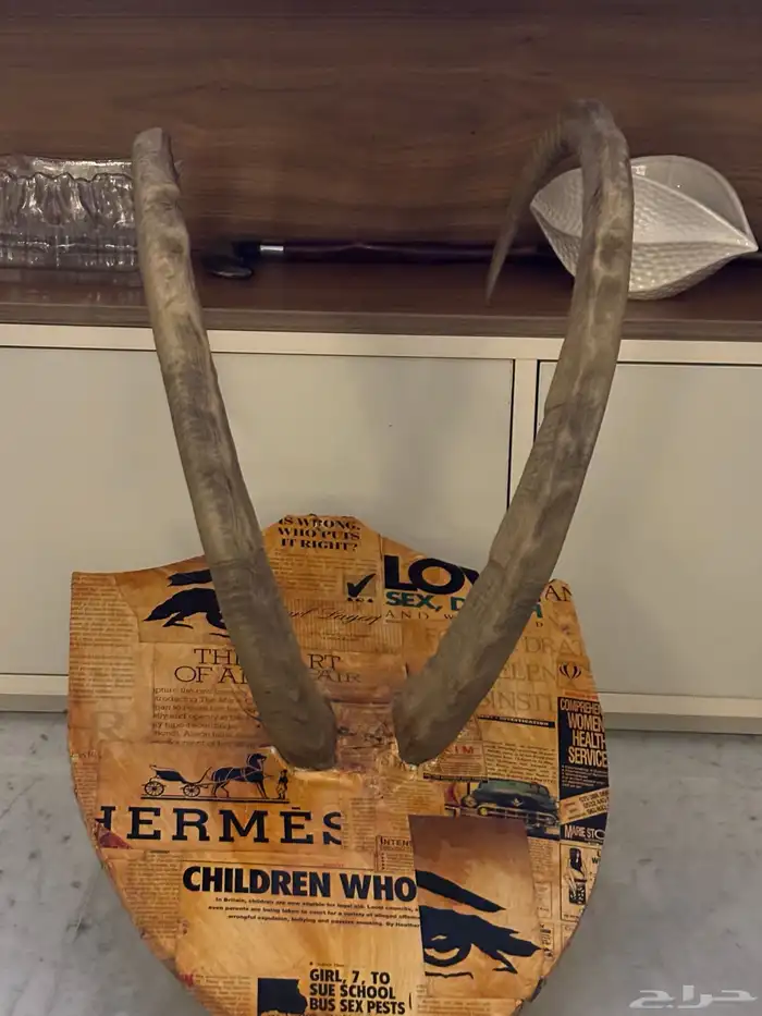 درع قرون وعل كبير 2