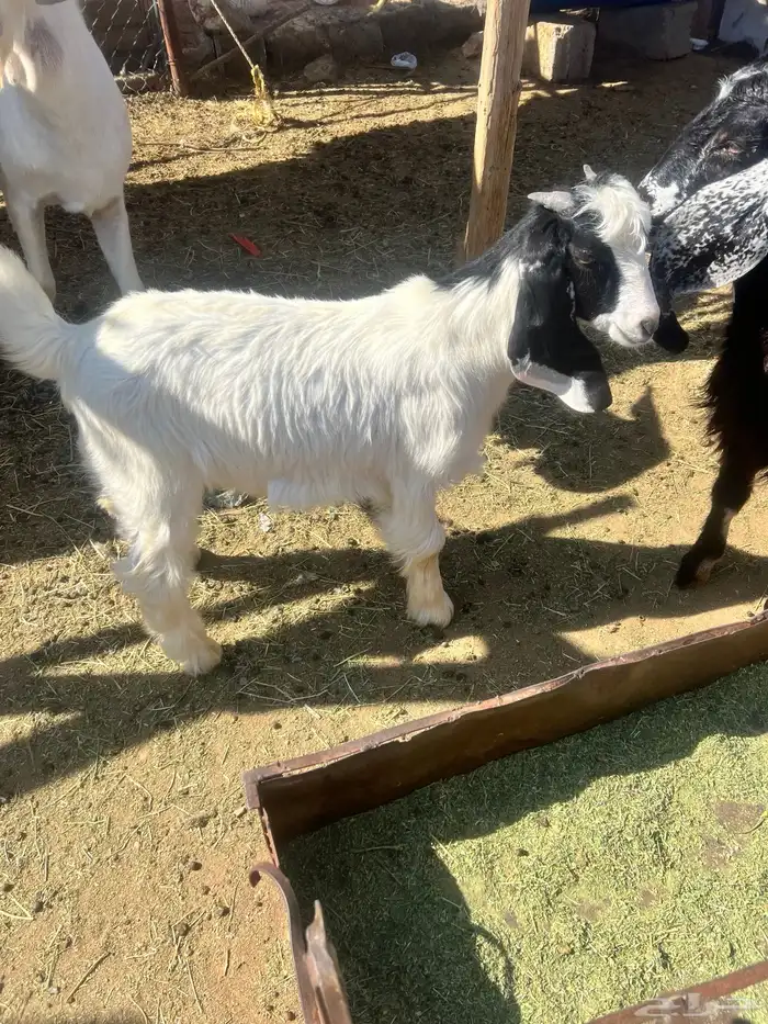 تيوس عوارض 5