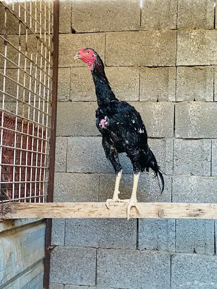 ديك سندي نسل عم غبشان 1