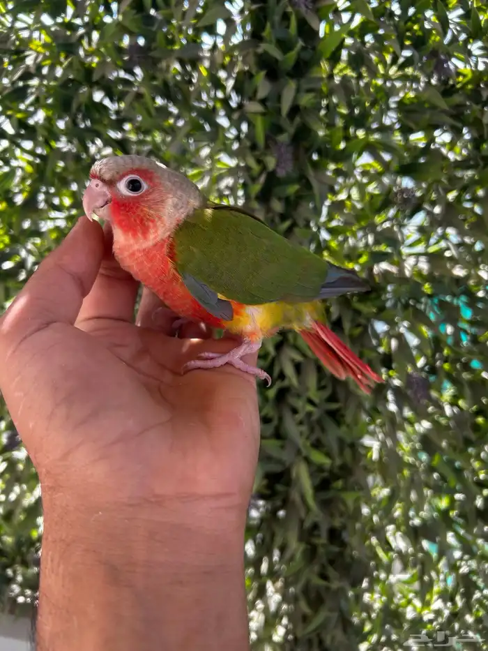 فرخ كنيور اليف و هدد و بدايه انفطام 4