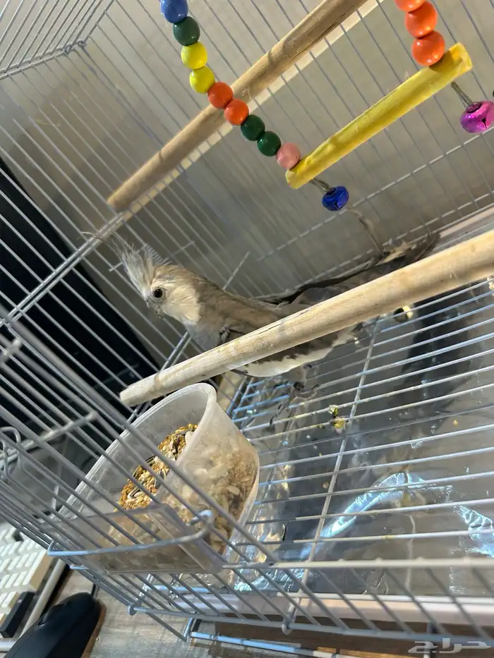 طير كروان للبيع 3