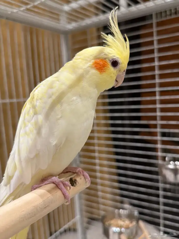 كروان كوكتيل للبيع 0