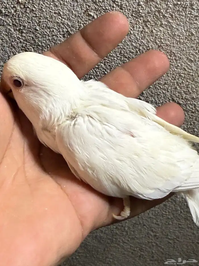 فروخ روز البينو عيون حمر العدد ( 6 ) 2