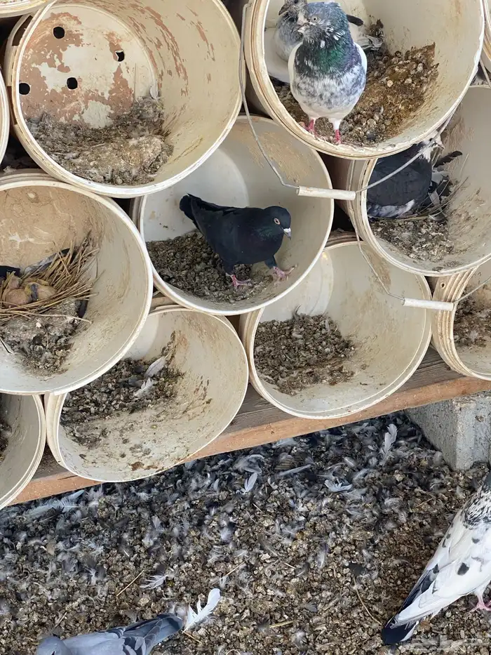 قطايف سود صكه وحده نتاج بعض 3