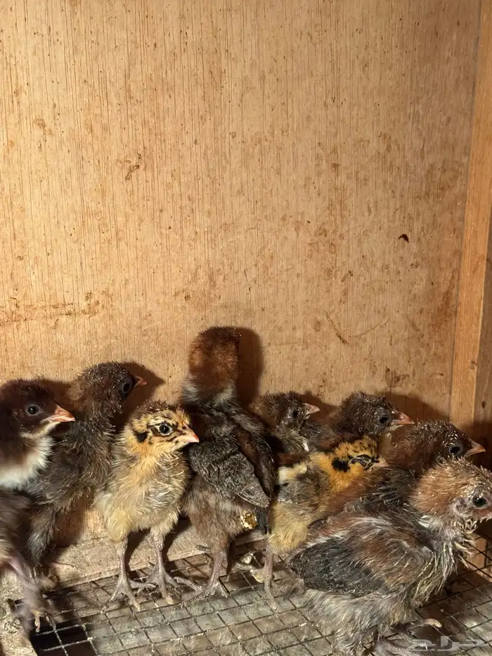 للبيع صيصان فيومي 1