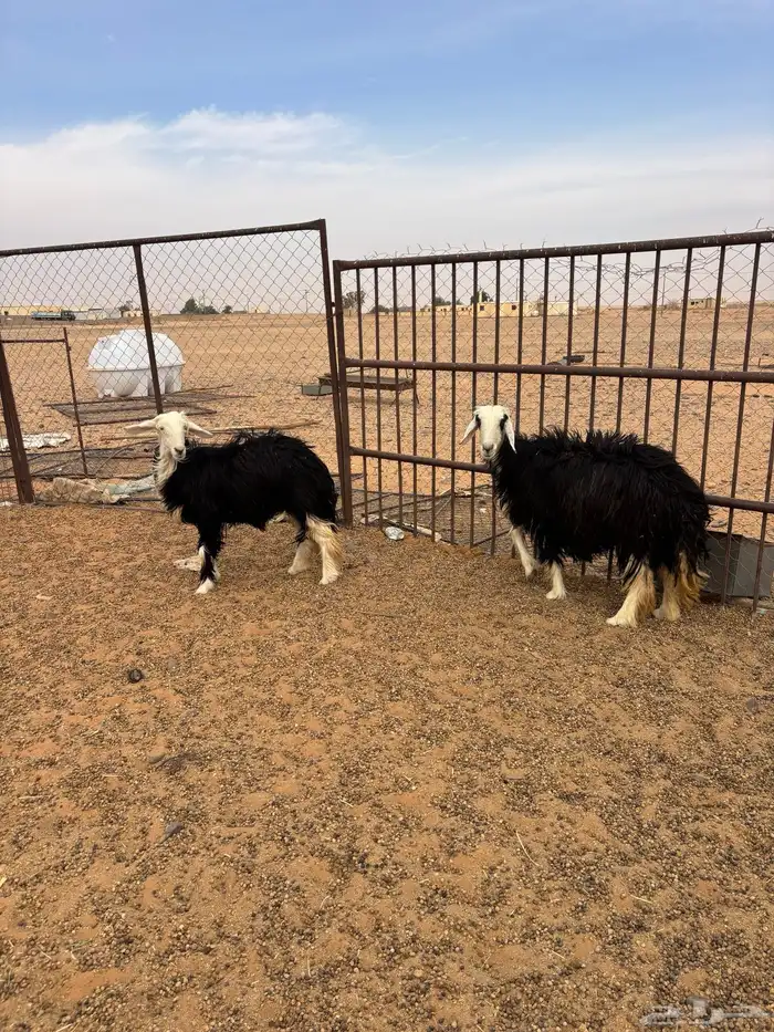 شياه مقاني والد ومضاريع 1