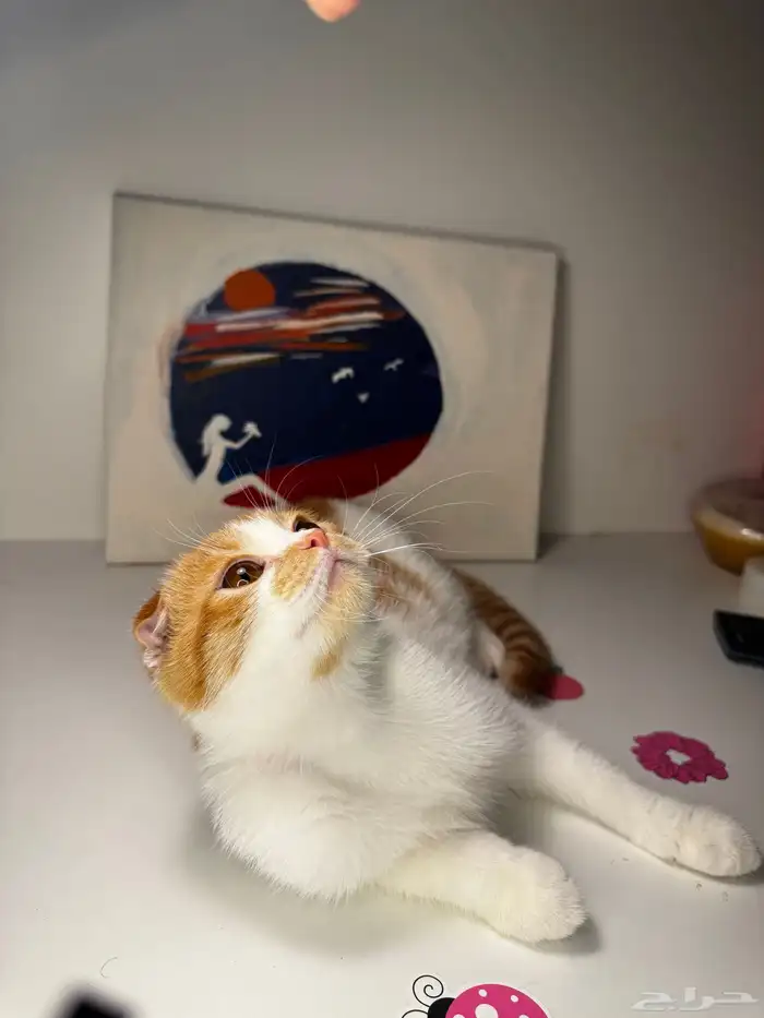 سكوتش فولد 8