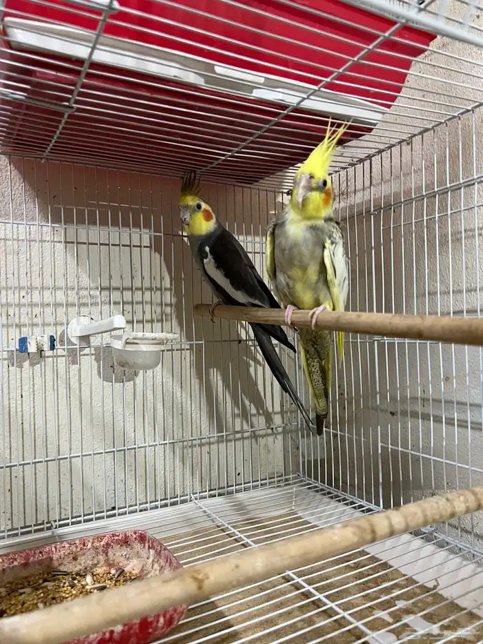 زوج كوكتيل منتج للبيع 0