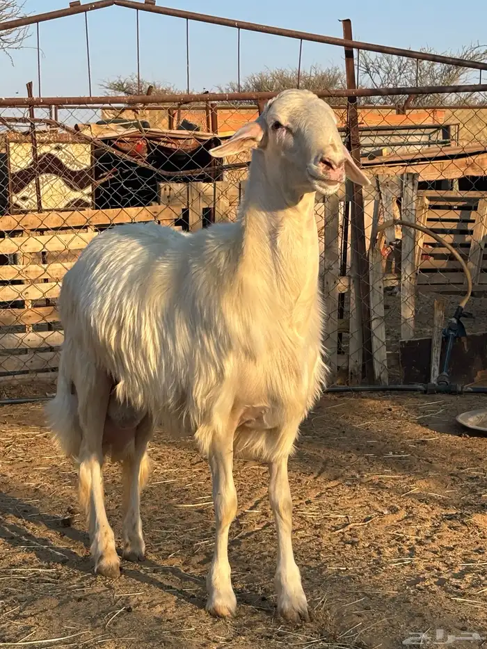 فحل أصفر أبرص 1