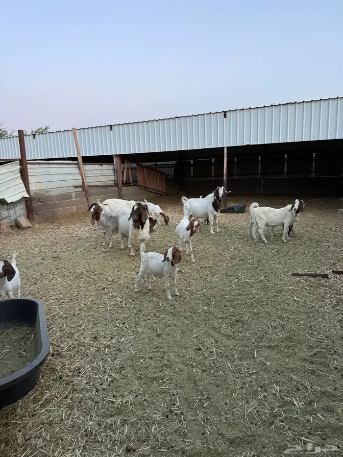 ماعز برقوت 1