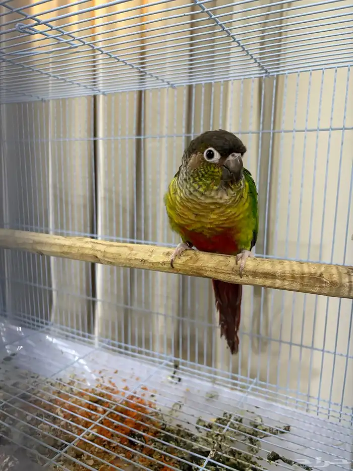 جوز كنيور منتج شرط 2