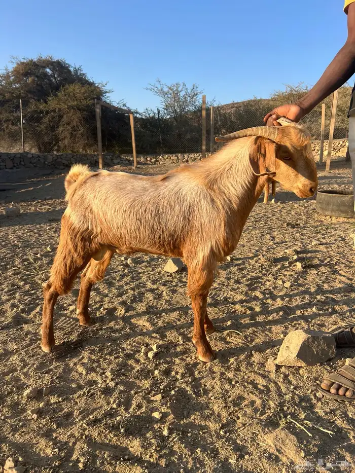 تيس كفو للبيع 0