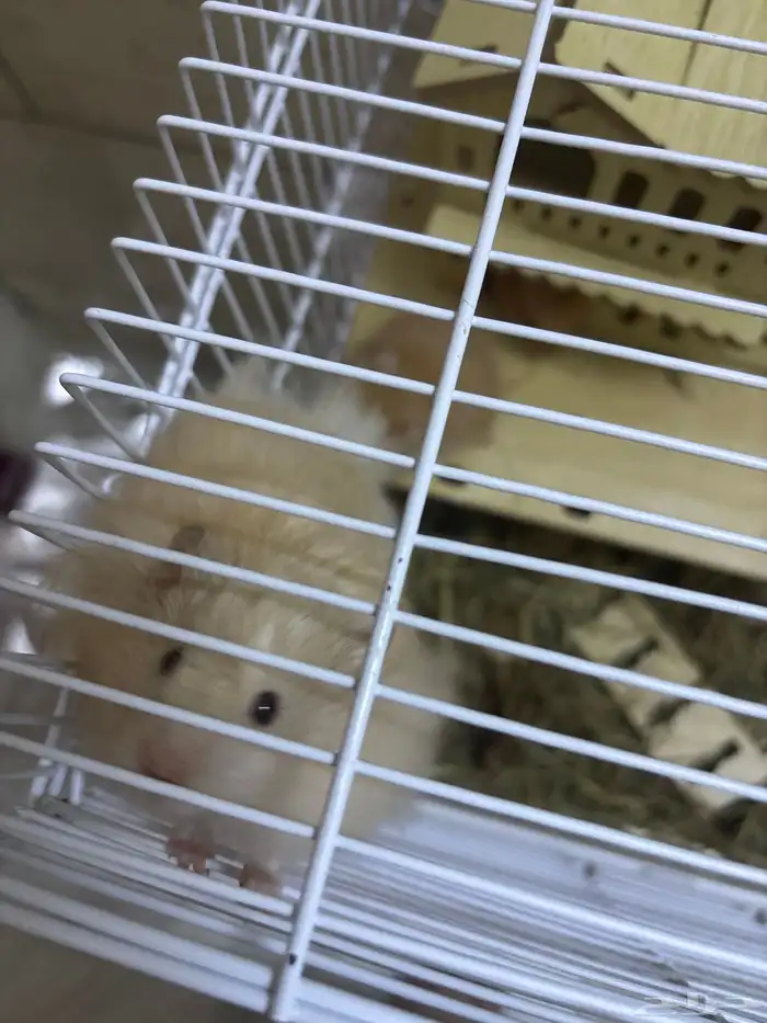 خمس هامستر 3