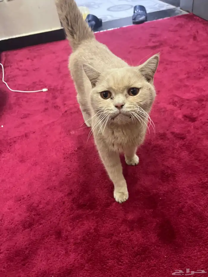 قط سكوتش متروك للأسف .. للتبني 4