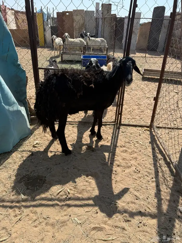 نعجة حايل للبيع 0