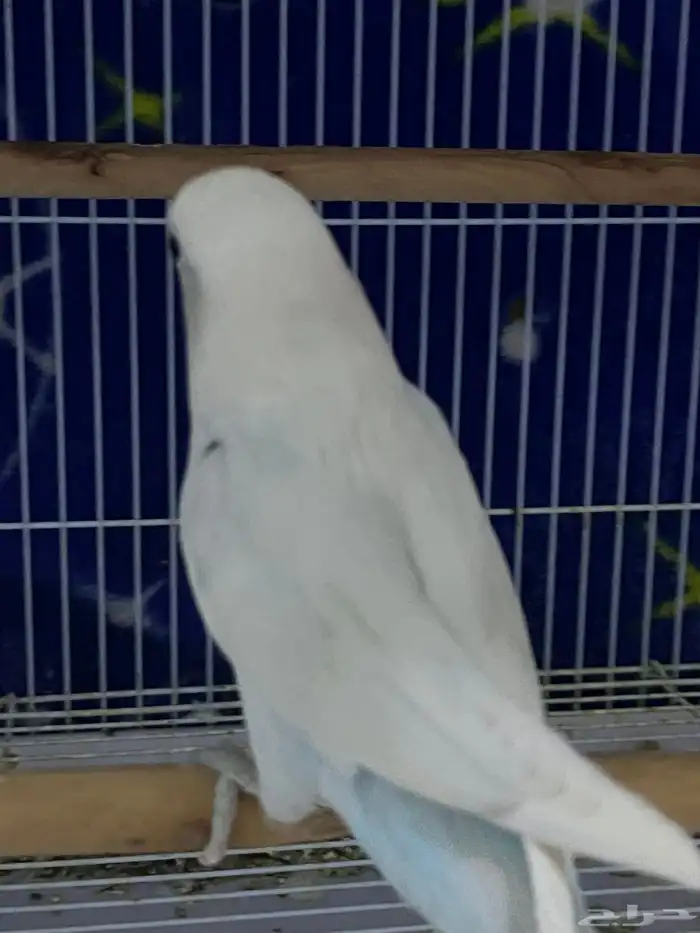 زوج روز اليف 5