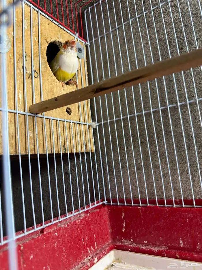 جوز قولدن فينش منتج 6