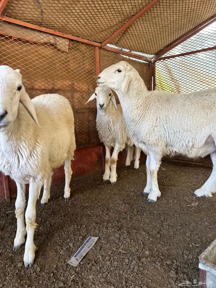 طليان للبيع ذابيح ومرعى 6