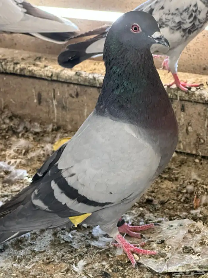 Grey male 50 riyal 0