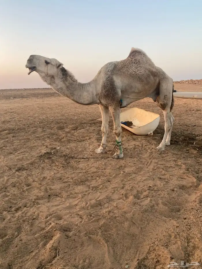 جمل هايج باتلي اقبل البدل 1