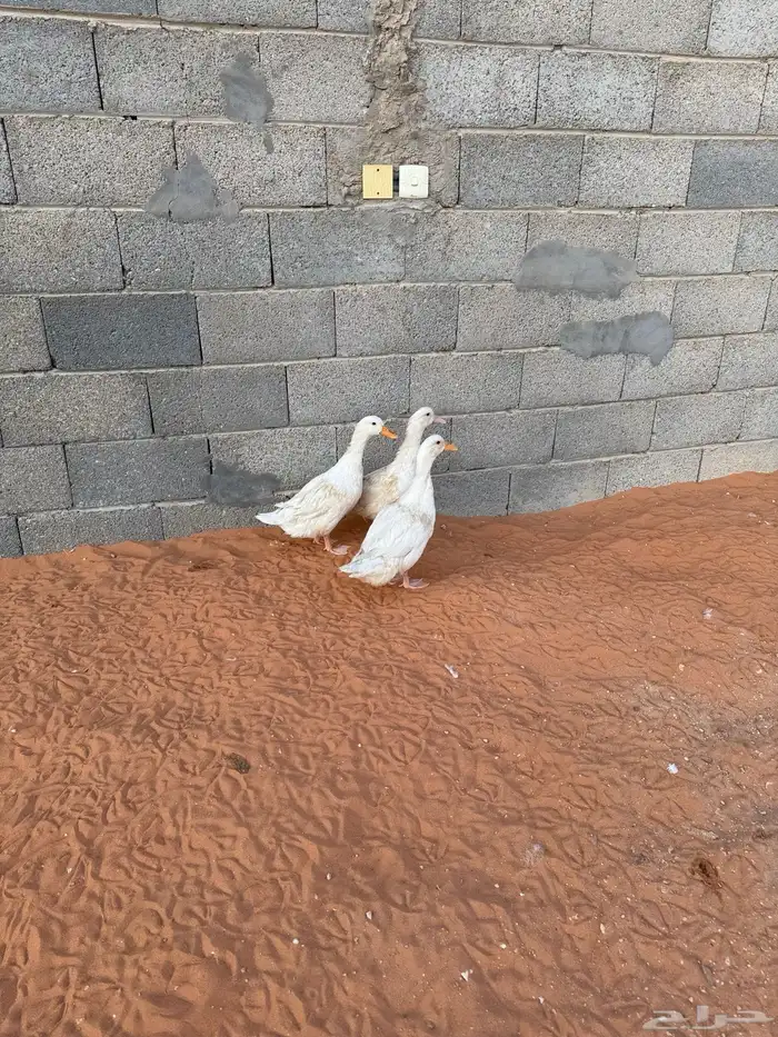 بط العدد ثلاث حبات 3