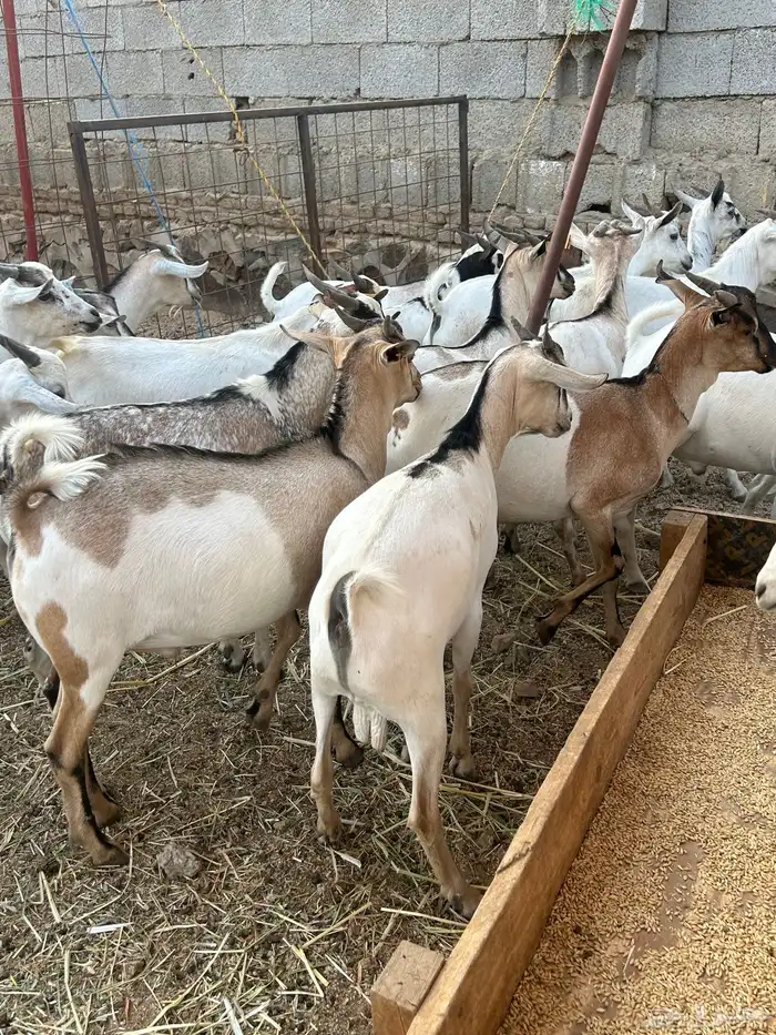 تيوس مرابي 6