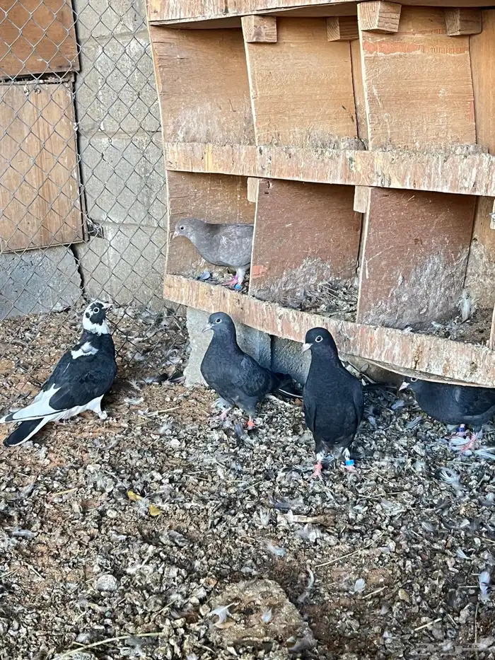 حمام طبات قطيفي 1