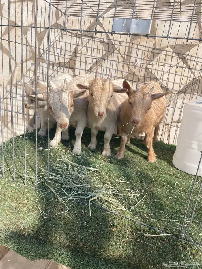 ماعز قزم اصل ودم صافي وبيور 5