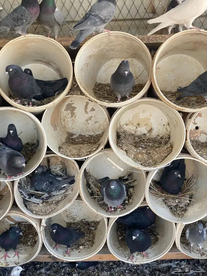 قطايف سود صكه وحده نتاج بعض 1