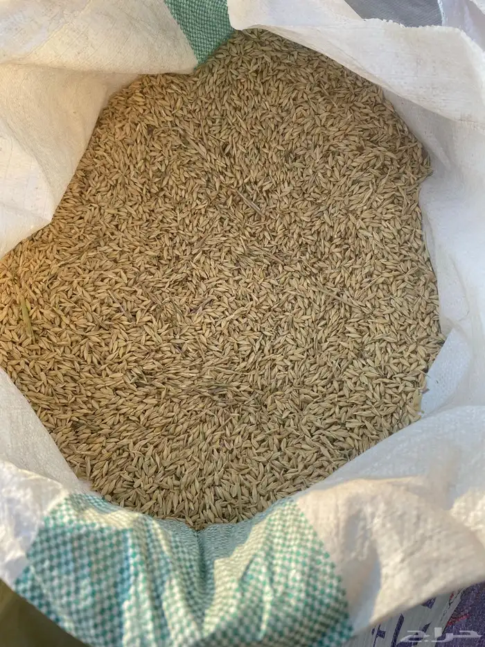 شعير سداسي 1